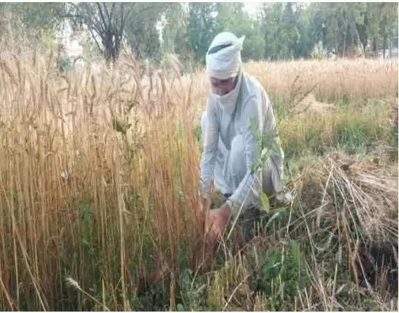 IAS अफसर रामवीर सिंह दफ्तरी कामकाज के बाद संभालते हैं खेत, लाखों लोगों के लिए बने प्रेरणा