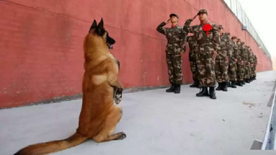 indian army dog squad, indian army dog breeds, indian army dog salary, indian army dog rank, indian army dog photo, indian army dog unit, भारतीय सेना का डॉग स्क्वॉड, भारतीय सेना के कुत्तों की ब्रीड