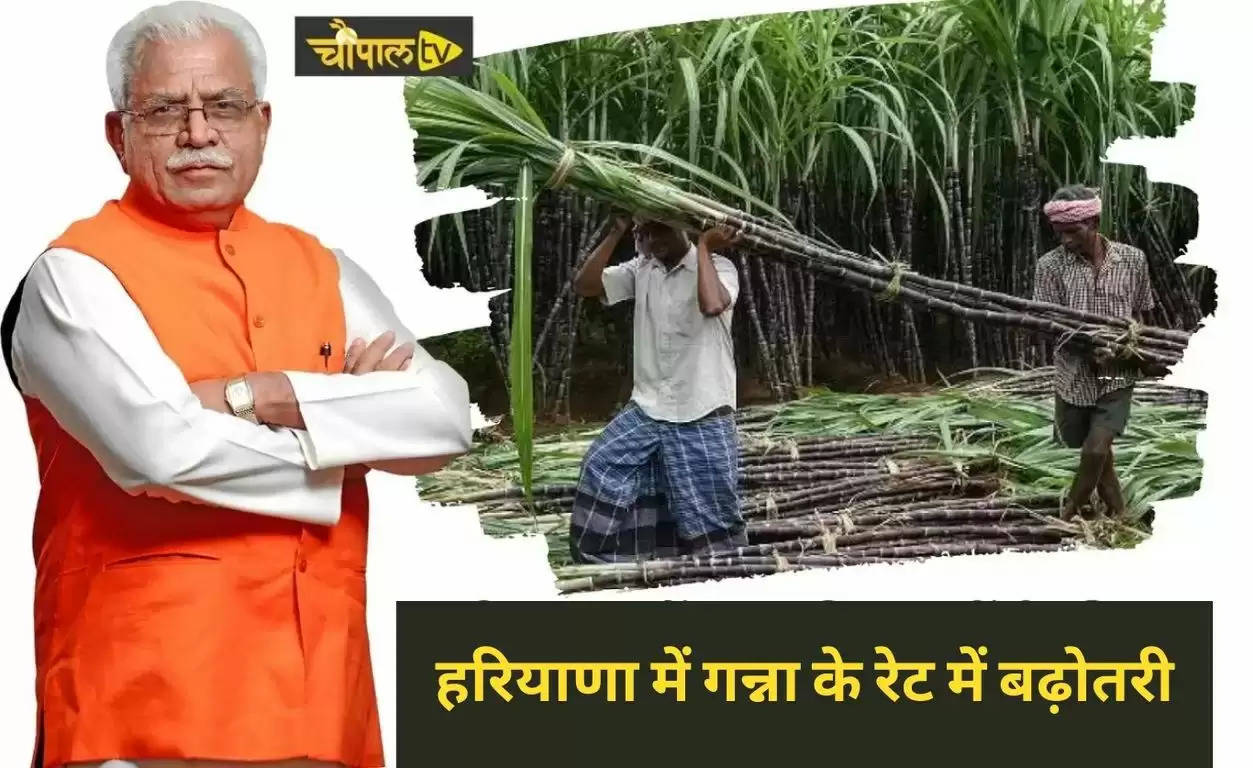 Haryana Sugarcane Rates, Sugarcane Rates, Sugarcane Rates in haryana, haryana news, haryana news in hindi, haryana, haryana top news