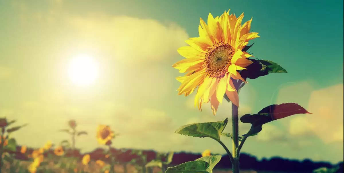Why does the Sunflower flower stay towards the Sun?
