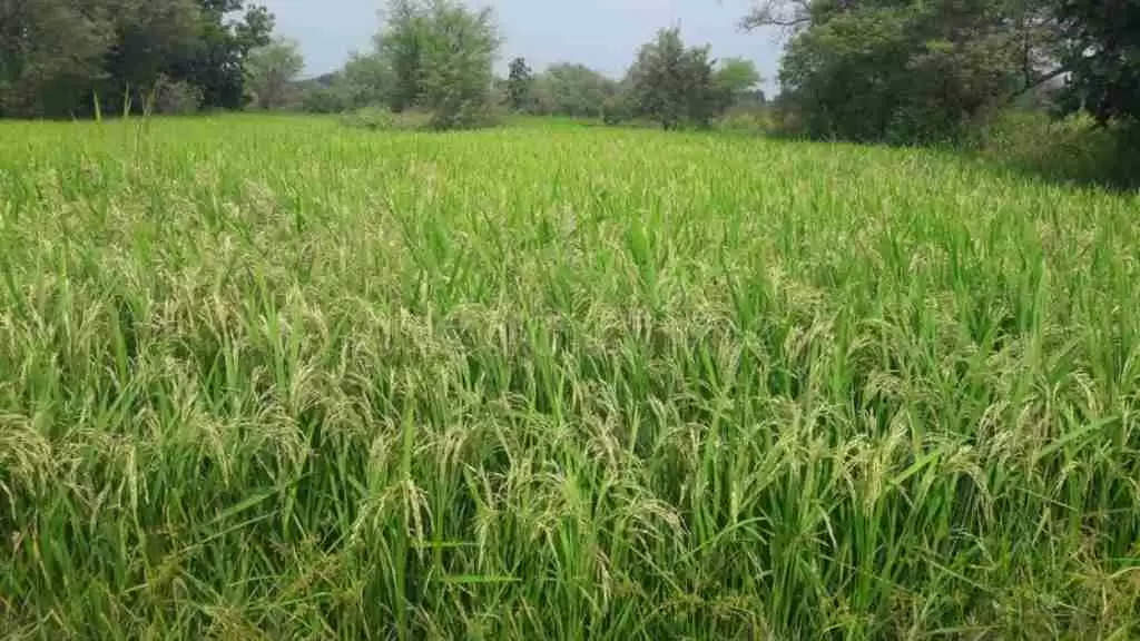 धान की फसल कर रही है किसानों की बल्ले-बल्ले, 4 हजार रुपए क्विंटल तक पहुंचा भाव
