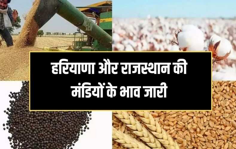 हरियाणा और राजस्थान की मंडियों के भाव जारी, देखिये नरमा, कपास, सरसों और गेहूं समेत सभी फसलों के दाम 