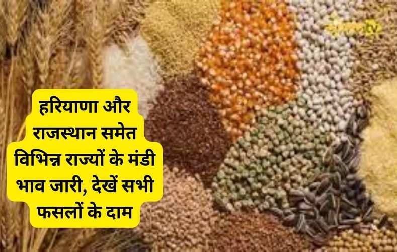  हरियाणा और राजस्थान समेत विभिन्न राज्यों के मंडी भाव जारी, देखें सभी फसलों के दाम