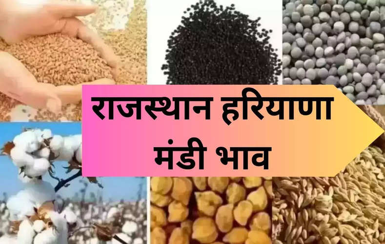 Mandi Bhav 27 May 2023:  हरियाणा और राजस्थान के मंडी भाव, जानें नरमा, कपास, सरसों और गेहूं समेत सभी फसलों के ताजा भाव