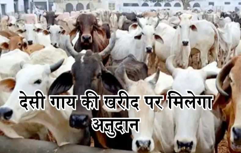 हरियाणा में किसानों के लिए खुशखबरी, देसी गाय की खरीद पर मिलेगा अनुदान