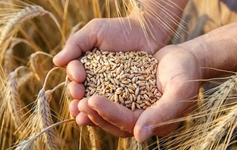 Wheat गेहूं के इस खास किस्म के बीज में कम सिचाई में होंगी छपड़फाड उत्पादन