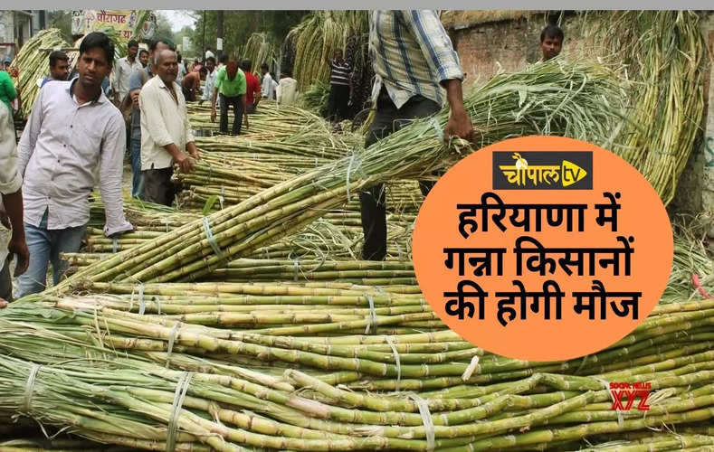 Haryana Sugarcane Rates: हरियाणा में गन्ना किसानों को मिलेगी सौगात, कल सीएम कर सकते हैं बड़ा ऐलान, जानिए कितने बढ़ सकते हैं रेट ?